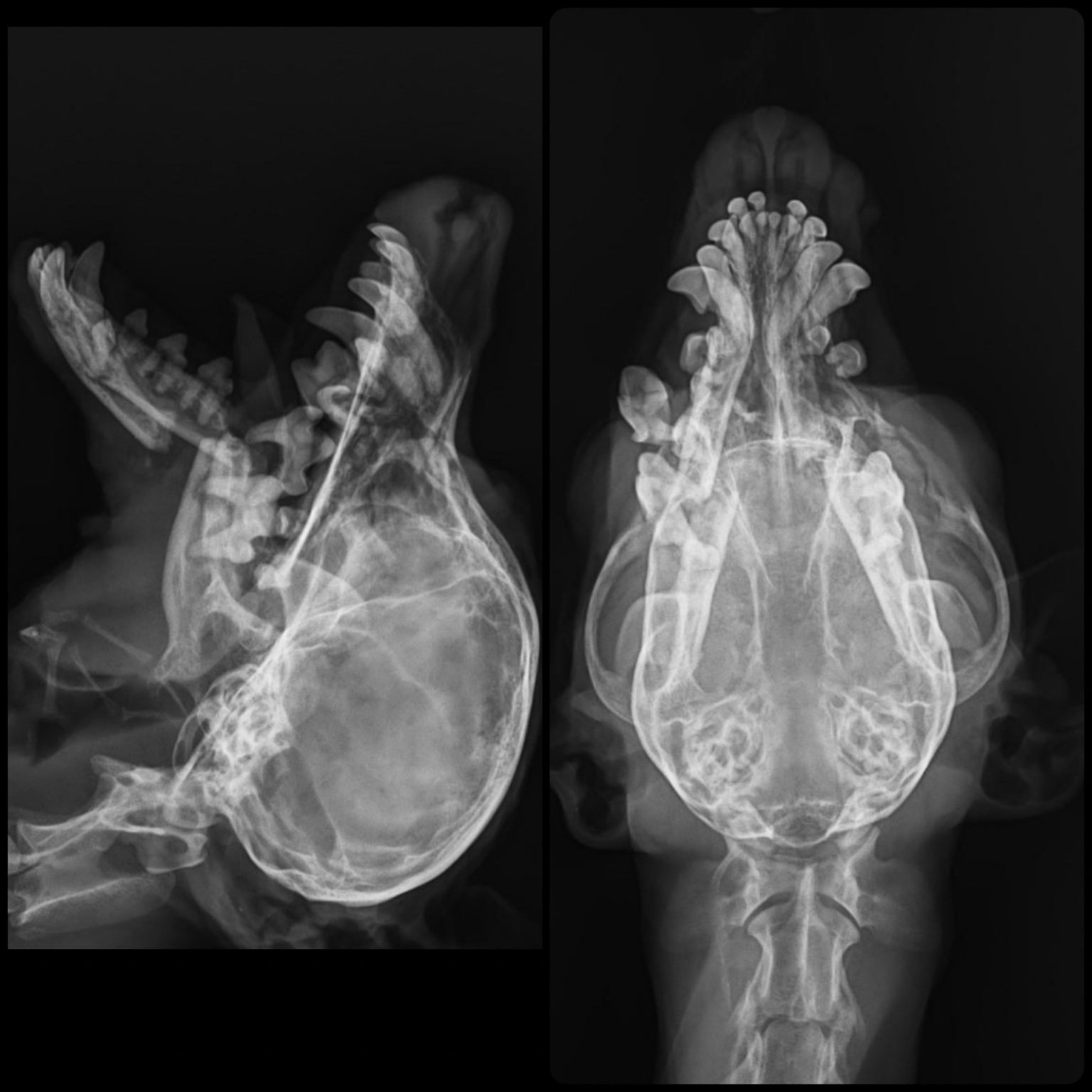 Caso ortopédico veterinário