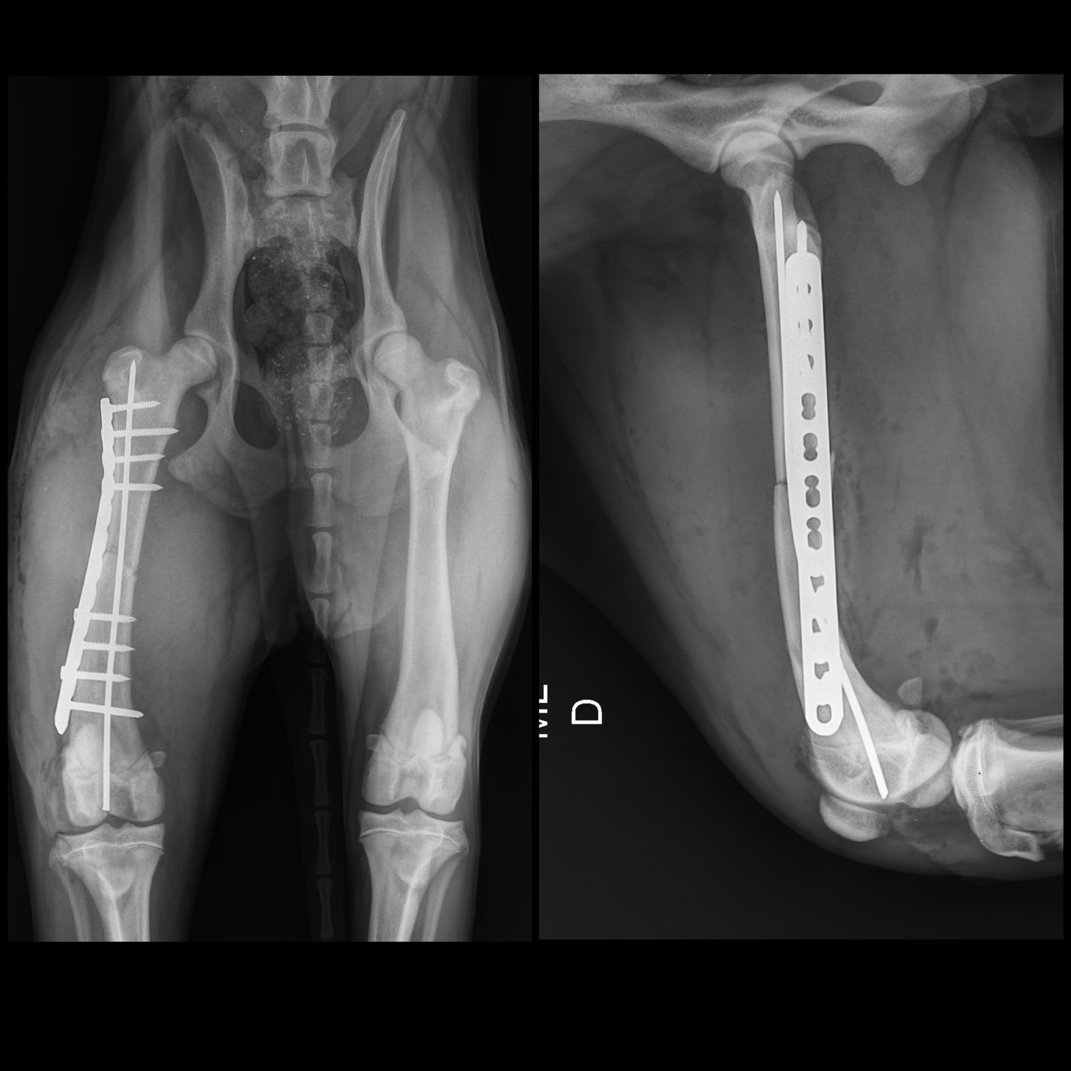 Caso ortopédico veterinário
